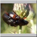 Amara aulica - Laufkaefer 01.jpg